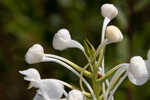 White fringed orchid